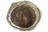 Petrified Wood (Schinoxylon) Limb End-Cut - Blue Forest, Wyoming #186029-1